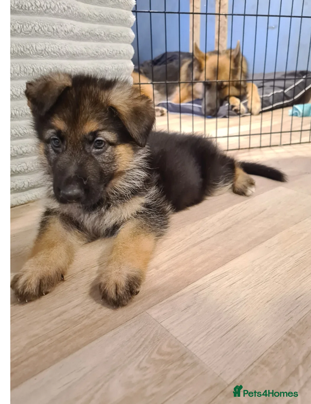 German Shepherd dogs for sale: Adorable 8-Week-Old German shepherd - Image 3