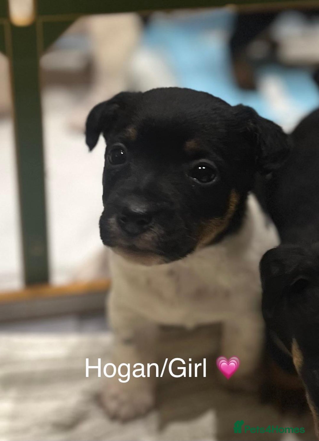 Jack Russell dogs for sale: Jack Russell pups - Advert 2