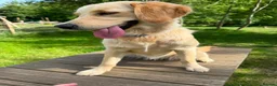 Golden Retriever dogs for sale: Beautiful KC Registered Golden Retriever Puppies. in Fordingbridge - Advert 14
