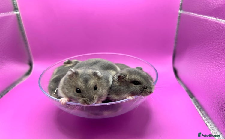 Hamster rodents - Advert 1