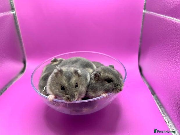 Hamster rodents - Advert 5