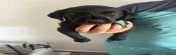 Labrador Retriever dogs for sale: *READY IN 1 WEEK* KC REG LABRADOR PUPS - Advert 14