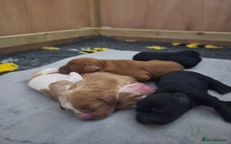 Cocker Spaniel dogs for sale: Lovely Cocker Spaniel Puppies From Our Family Dogs - Advert 1