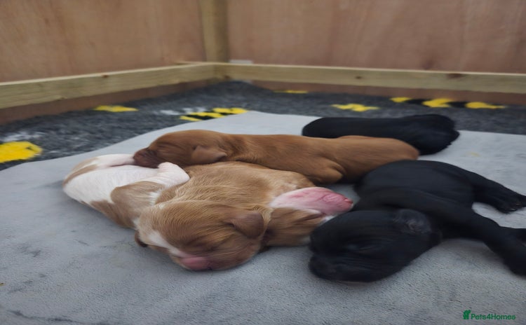 Cocker Spaniel dogs Lovely Cocker Spaniel Puppies From Our Family Dogs - Advert 12