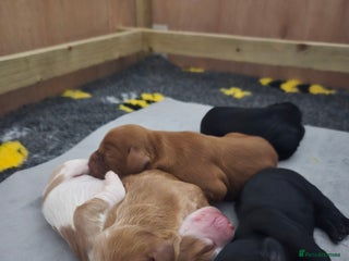 Cocker Spaniel dogs for sale: Lovely Cocker Spaniel Puppies From Our Family Dogs - Advert 1
