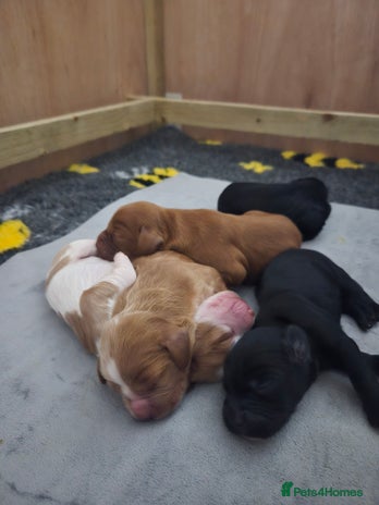 Cocker Spaniel dogs Lovely Cocker Spaniel Puppies From Our Family Dogs - Advert 12