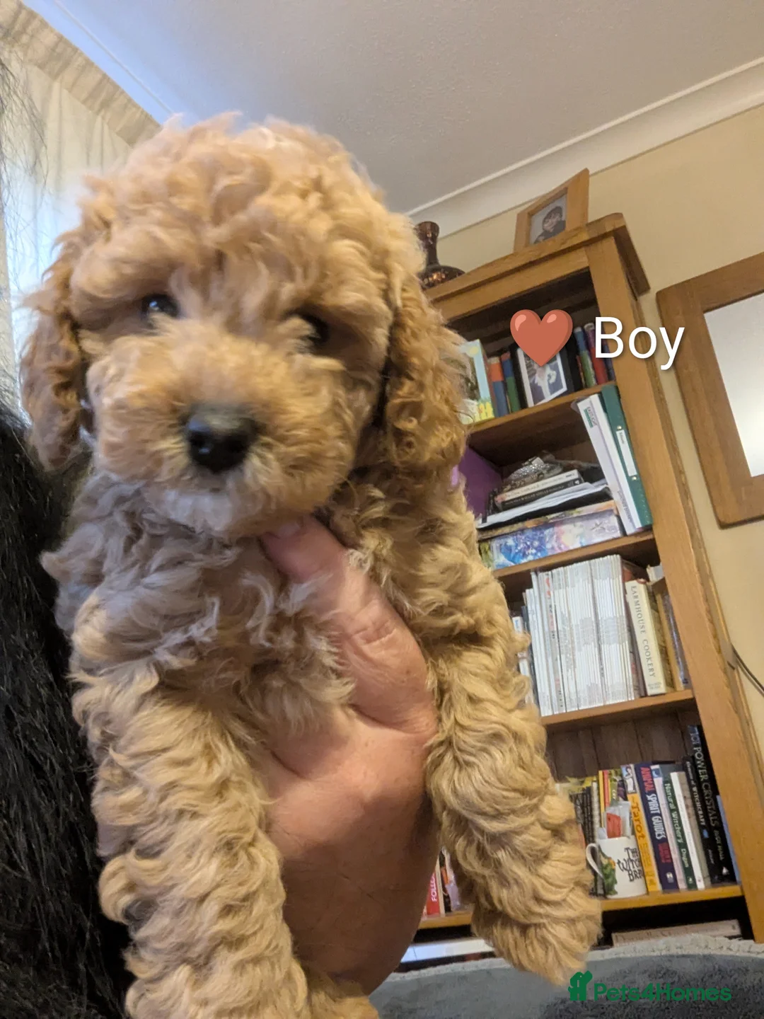 Cavapoo dogs for sale: Toy/Small Cavapoo Puppies – Ready Soon 🐾 4💙 2🩷 - Advert 2