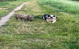 English Bulldog dogs for sale: 5 Year Old Tri Coloured English Bulldog. - Image 5