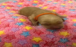 Labrador Retriever dogs for sale: Beautiful pedigree golden Labradors  - Image 8