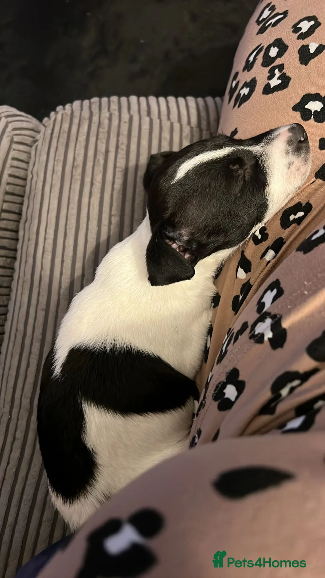 Jack Russell dogs for sale: Female Jack Russel  - Advert 27
