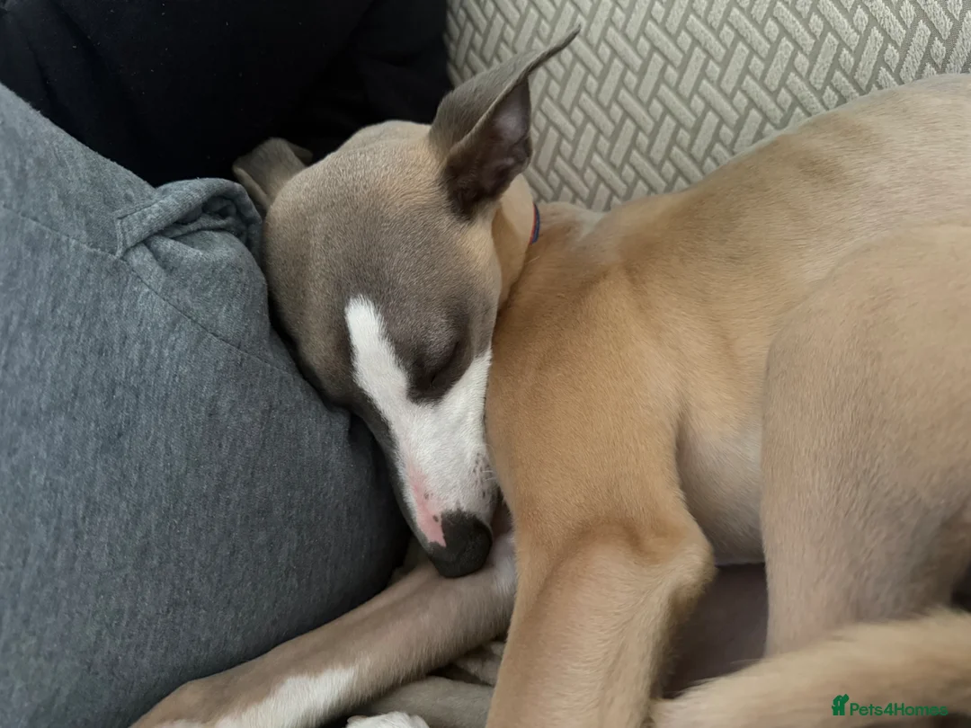 Whippet dogs for sale: gorgeous 6 month old make whippet - Advert 2