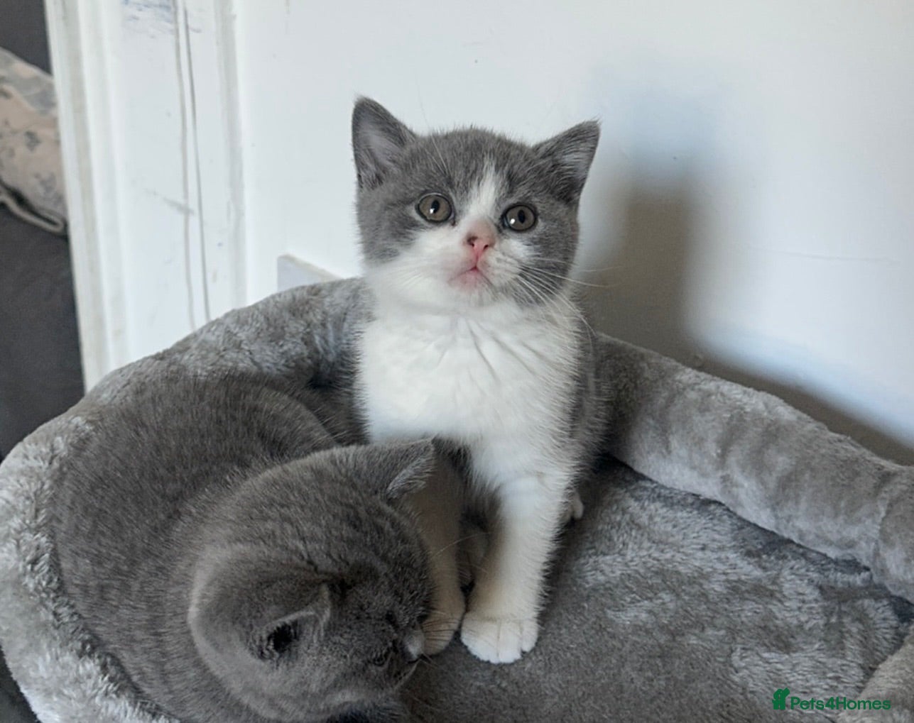 British Shorthair cats 💙 Bicolour Blue and White British Shorthair  - Advert 1