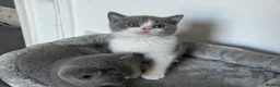 British Shorthair cats for sale: 🐾Blue and White British Shorthair Boys  - Advert 11