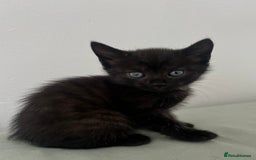 Domestic Shorthair cats for sale: 3 black kittens for sale  - Image 6