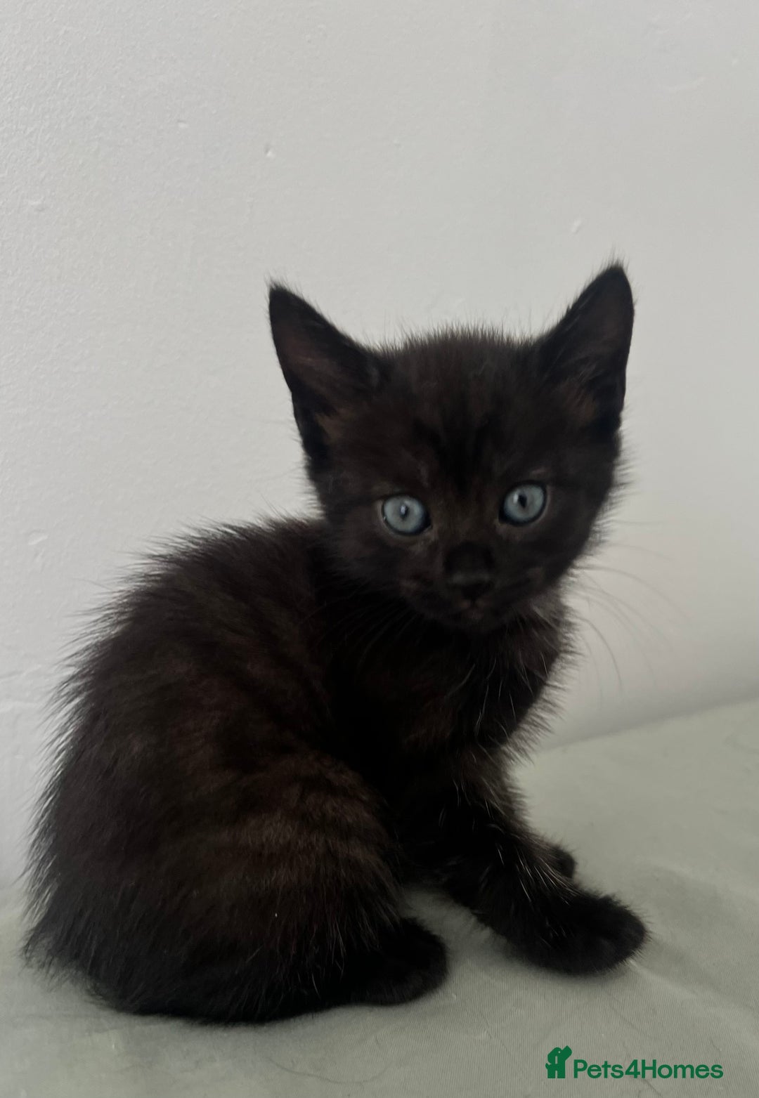 Domestic Shorthair cats for sale: 3 black kittens for sale  - Image 6