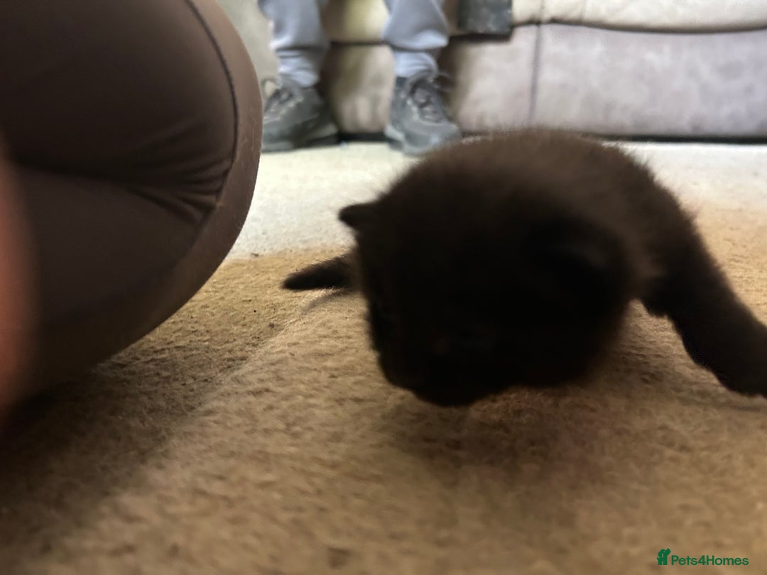 Mixed Breed cats for sale: 5 kittens for sale  - Image 5