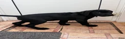 Mixed Breed dogs for sale: Rex need of a home - Advert 3