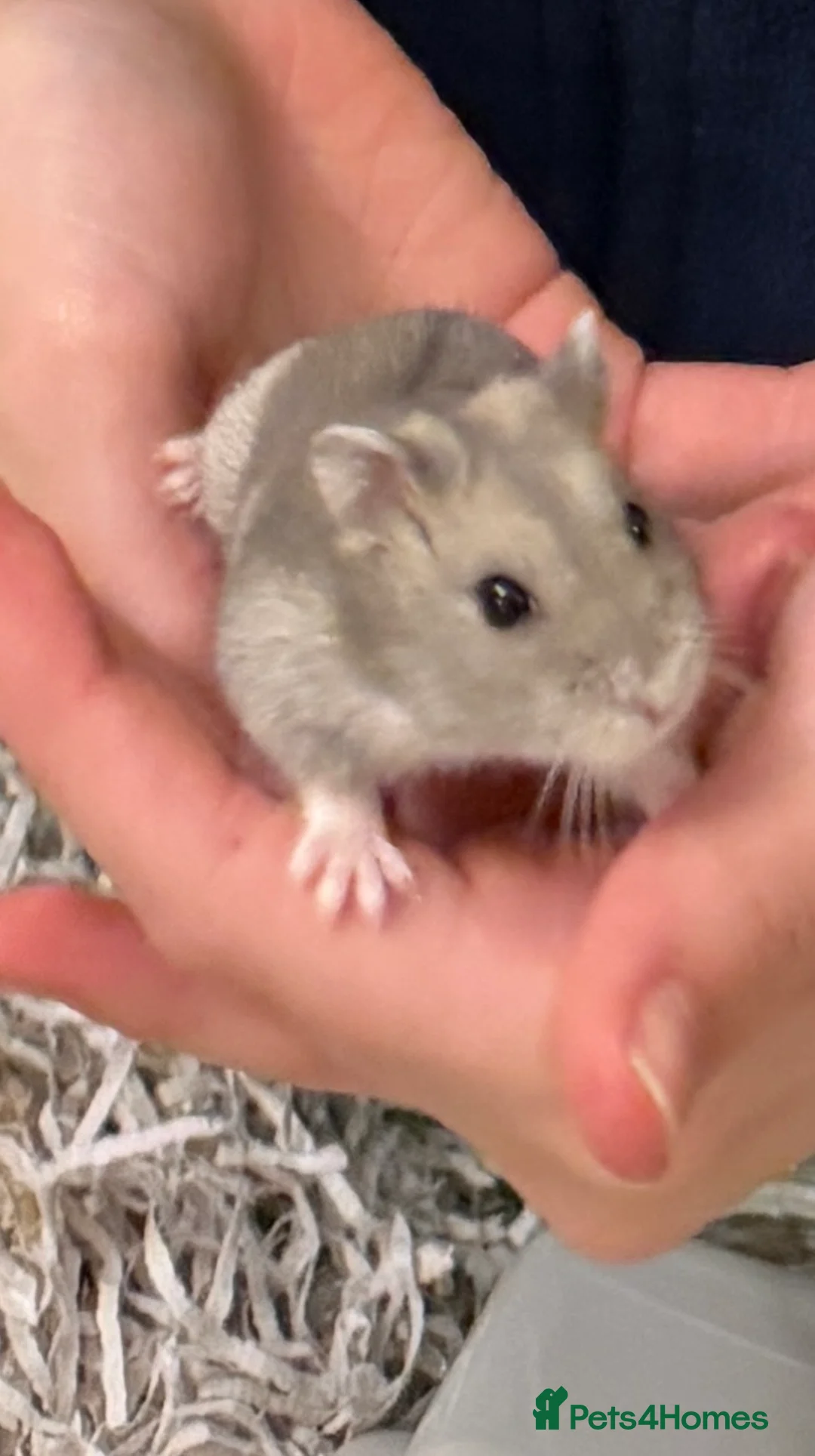 Hamster rodents for sale: Cute grey Russian hamster  in London - Advert 2