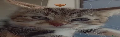 Domestic Shorthair 1