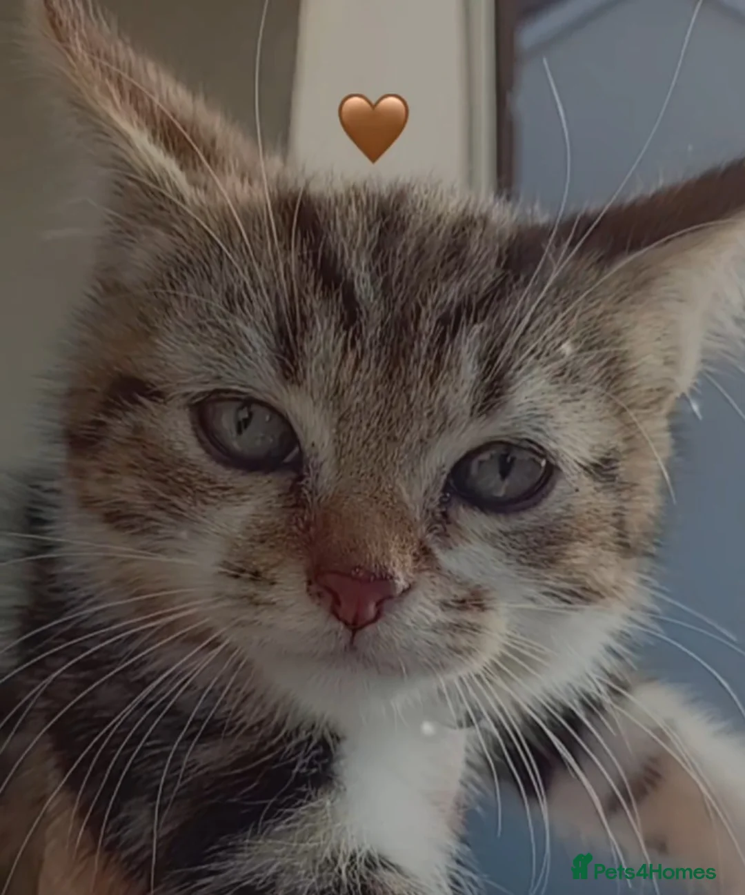 Domestic Shorthair cats for sale: Domestic shorthaired kitten - Advert 2
