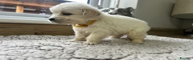 Yellow collar