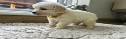 Golden Retriever dogs for sale: Our beautiful golden retriever pups - Advert 20