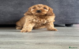 Cockapoo dogs for sale: Cockapoo puppies ready now  - Image 6