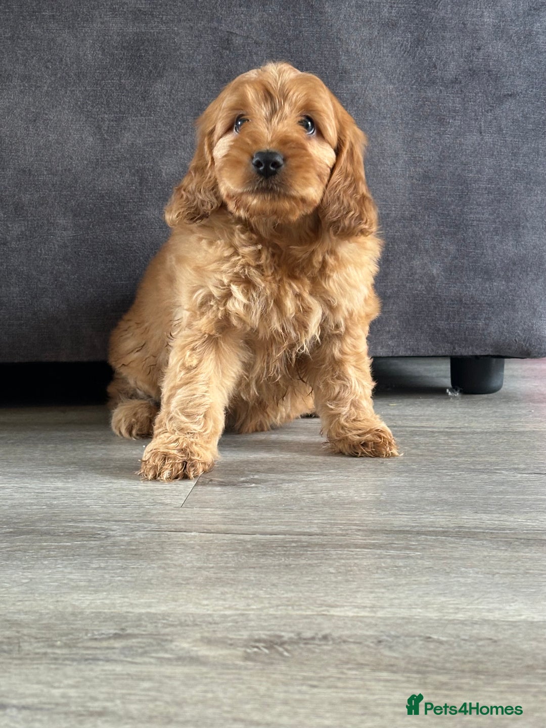 Cockapoo dogs for sale: Cockapoo puppies ready now  - Image 6