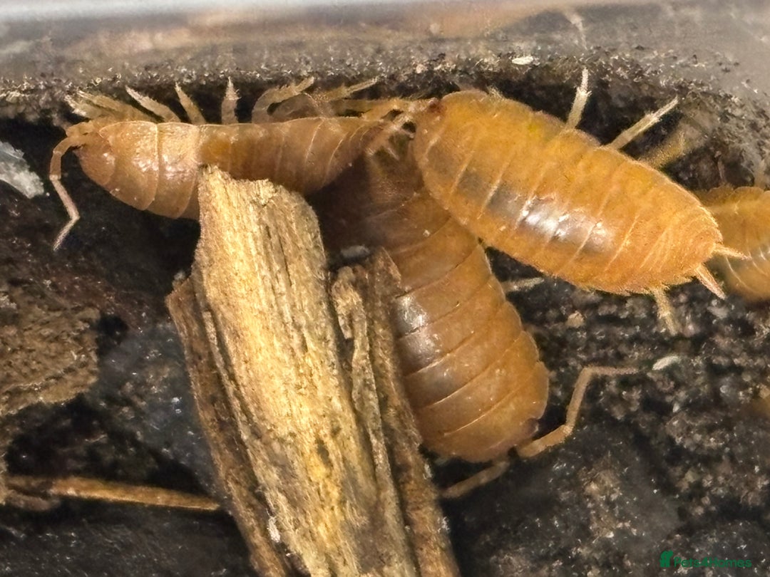 Isopods invertebrates for sale: Mixed types Isopods available Ridgeback Rollers  - Advert 26