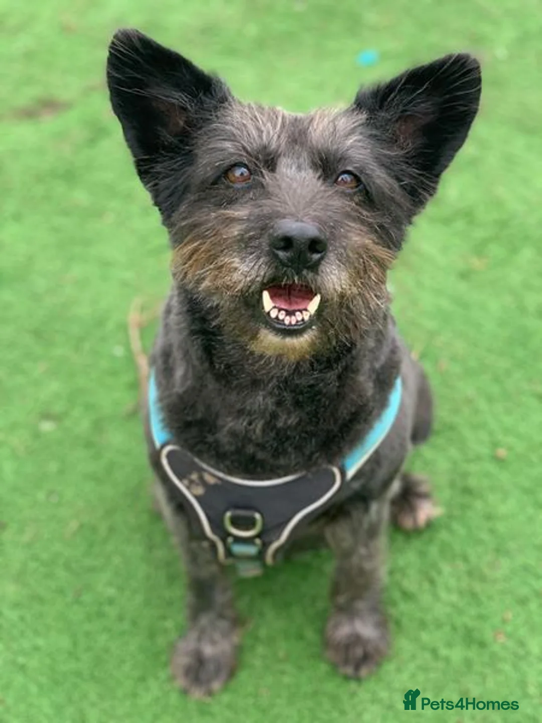 Mixed Breed dogs for adoption: Senior boy Moflea has never had a home in Waltham Abbey - Advert 9