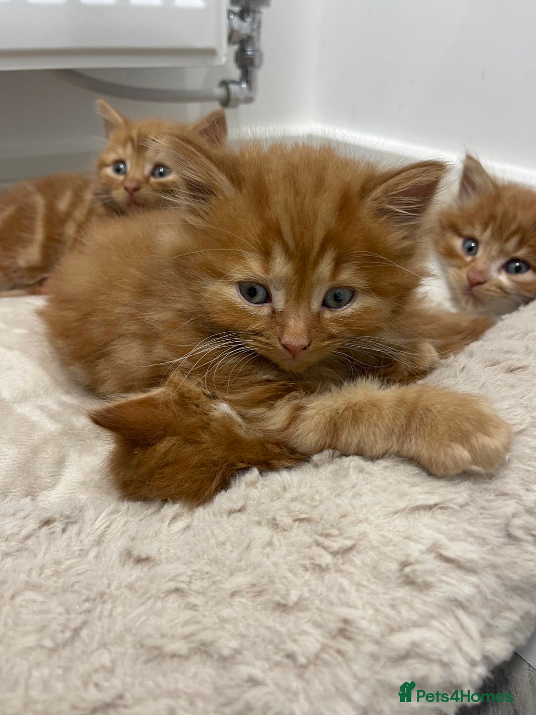 Mixed Breed cats for sale: One boy kitten left  - Advert 3