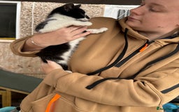 Mixed Breed cats for sale: Kittens 2 males 1 female for sale  - Image 9