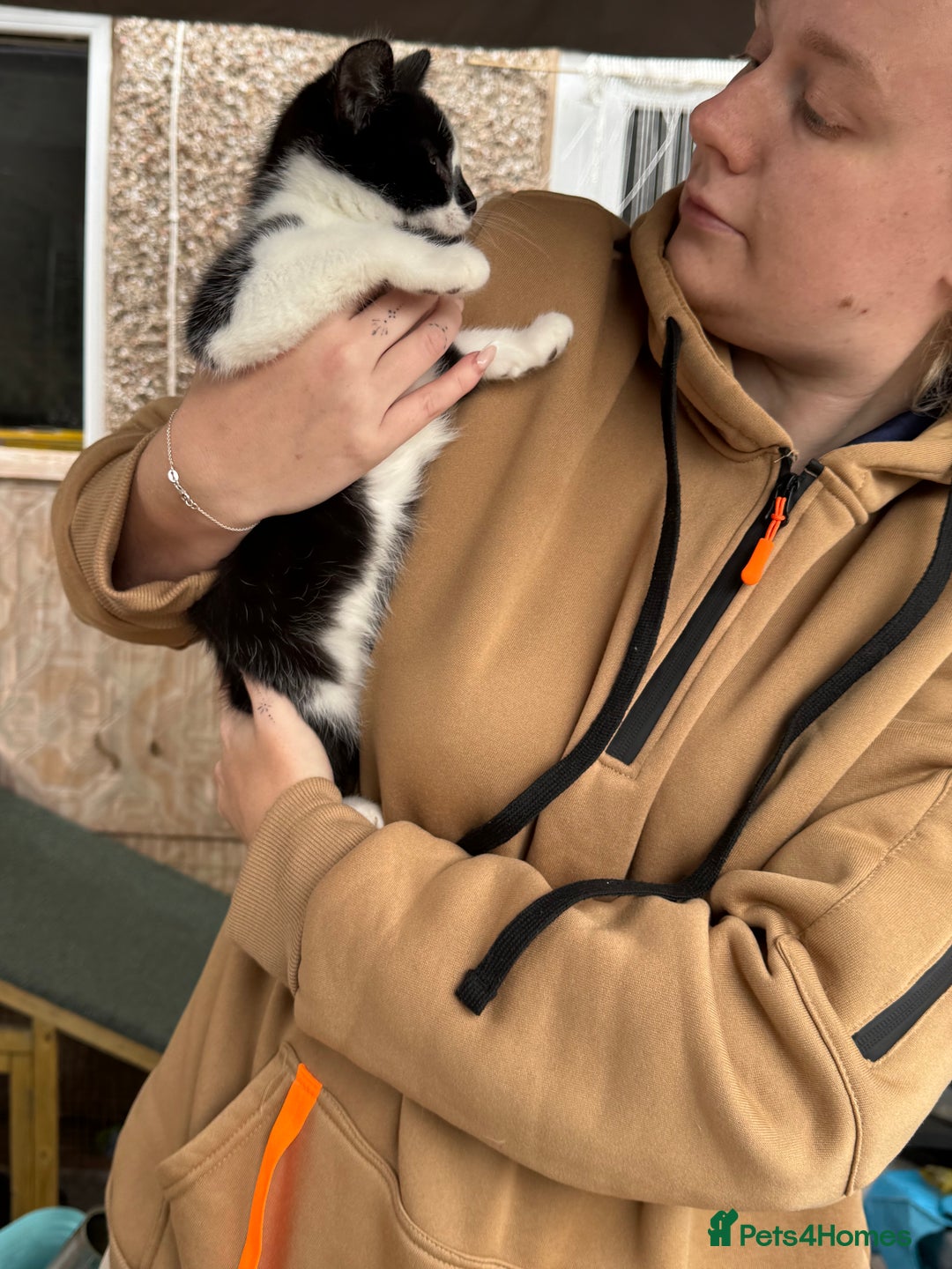 Mixed Breed cats for sale: Kittens 2 males 1 female for sale  - Image 9
