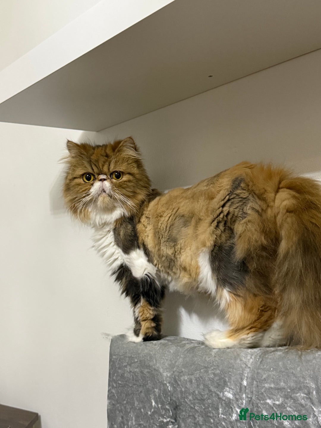 Persian cats for sale: Beautiful Purebred Female Golden Persian  - Advert 6