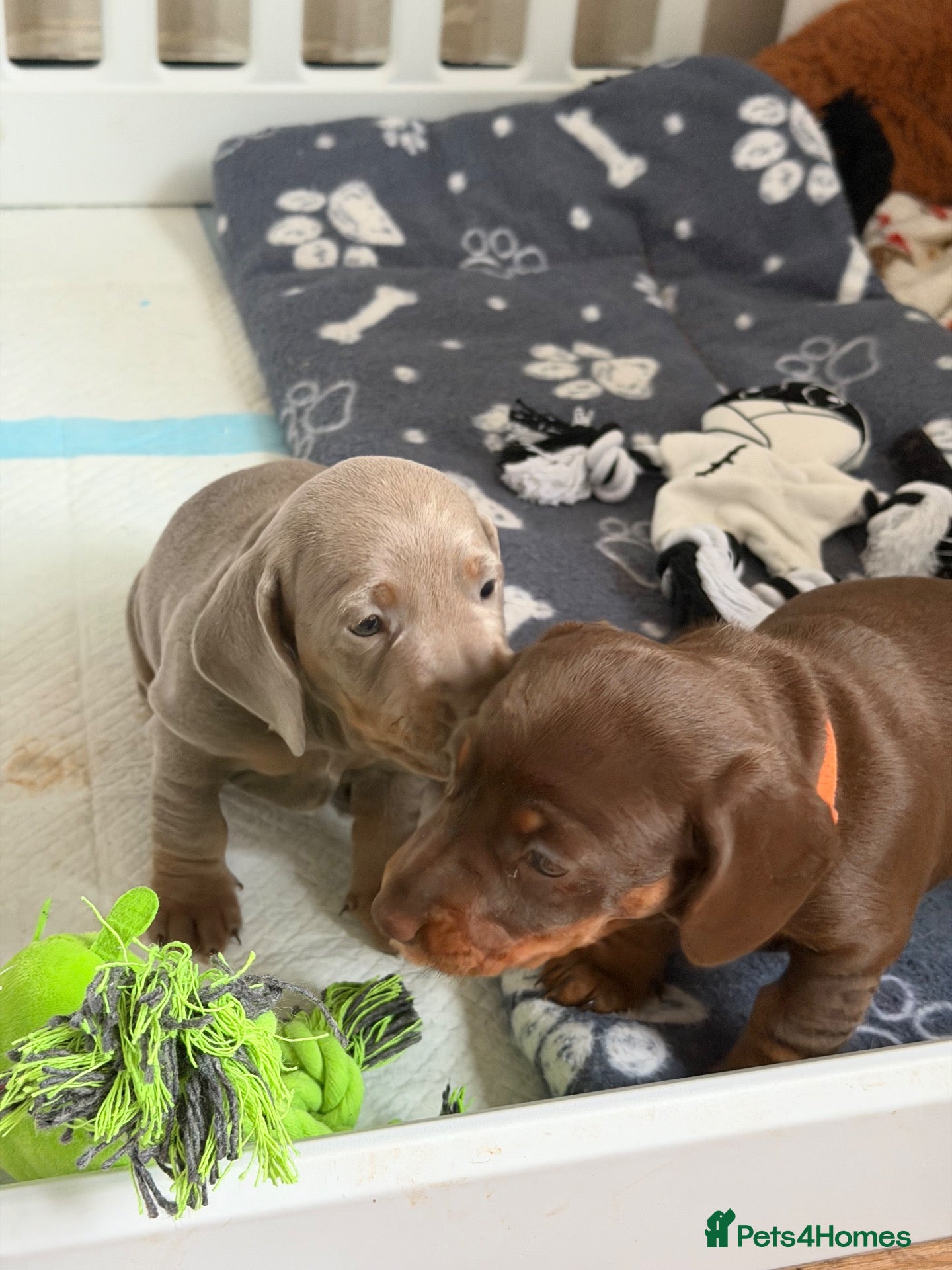 Miniature Dachshund dogs 🧡Kc miniature dachshunds🧡 - Advert 6