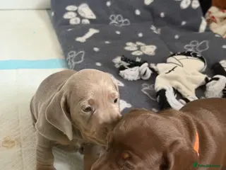 Miniature Dachshund dogs 🧡Kc miniature dachshunds🧡 - Advert 6