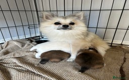 Pomeranian dogs for sale: Pomeranian - Image 1