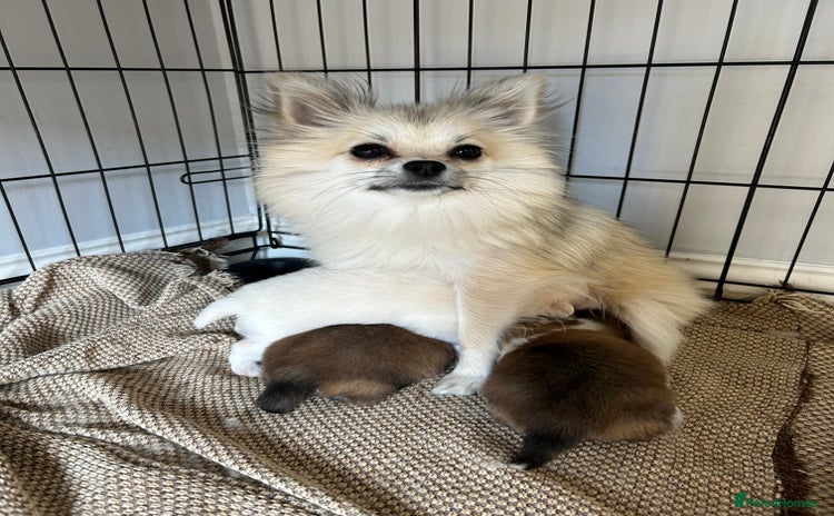 Pomeranian dogs - Advert 1