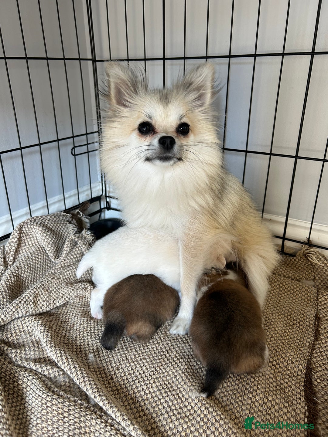 Pomeranian dogs for sale: Pomeranian - Image 1