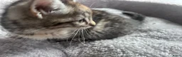 Mixed Breed cats for sale: 🐾 Stunning Turkish Angora/Bengal Kittens 🐾 - Advert 5