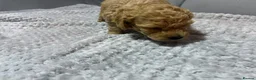Poochon dogs for sale: F1B PUPPIES POOCHON CROSS TOY POODLE in Swansea - Advert 17