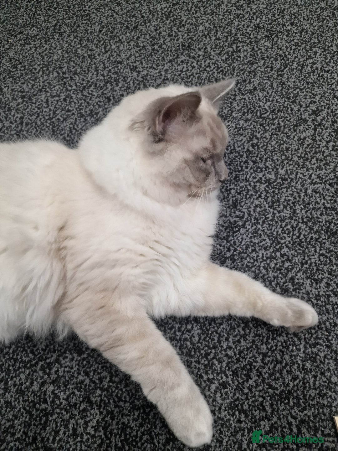 Ragdoll cats for sale: Male ragdoll kitten - Advert 4