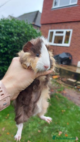 Guinea Pig rodents - Advert 1