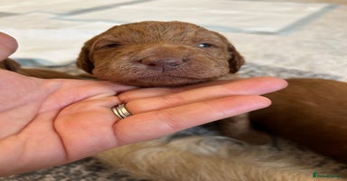 Goldendoodle dogs in Merthyr Tydfil - Advert 16