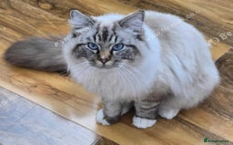 Ragdoll cats for sale: Ragdoll male  - Image 3