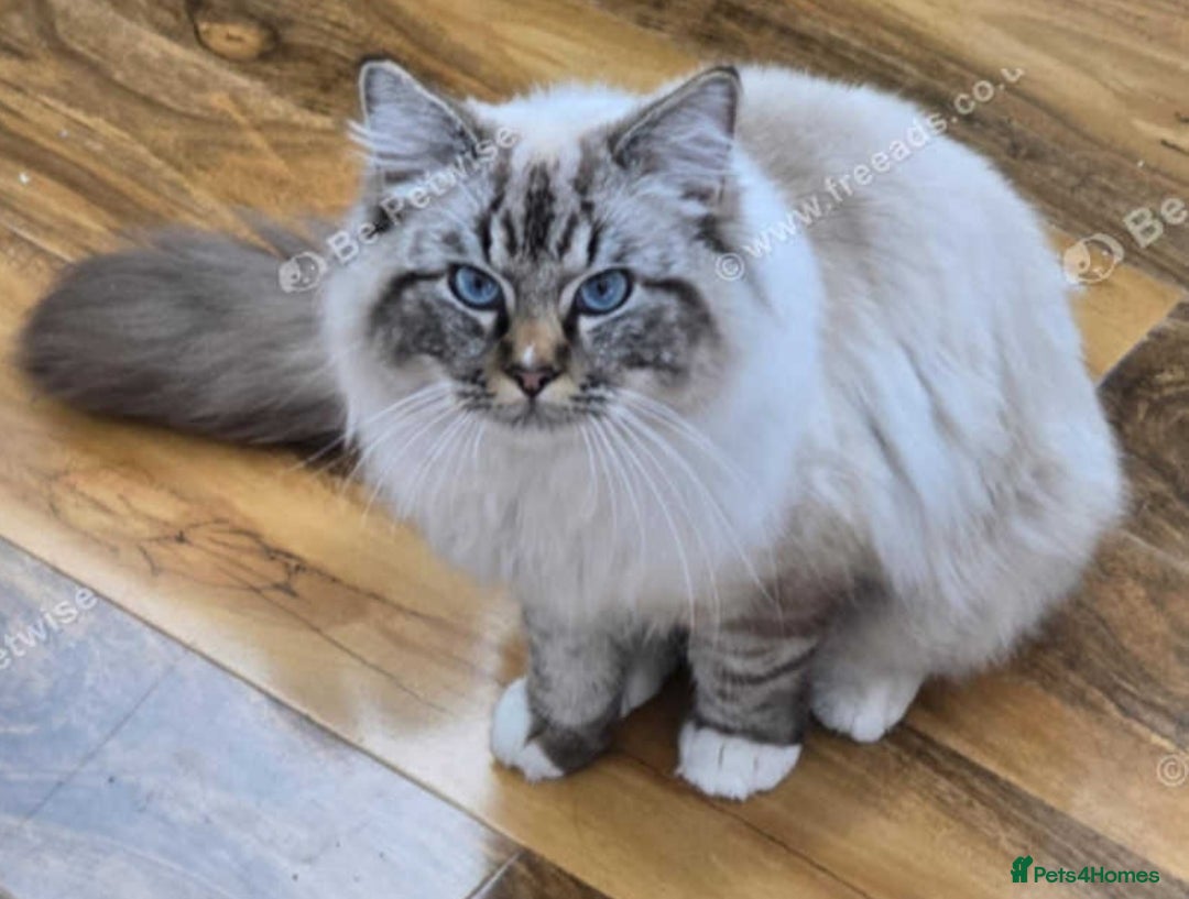 Ragdoll cats for sale: Ragdoll male  - Image 3