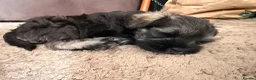 Miniature Schnauzer dogs for sale: KC Registered Miniature Schnauzer - Advert 9
