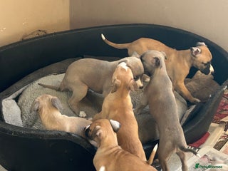 Whippet dogs Beautiful pure bred pups - Advert 2