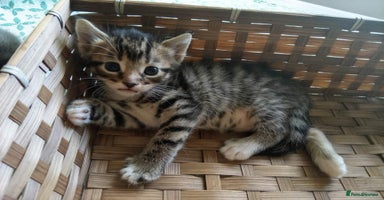 Mixed Breed cats - Advert 14