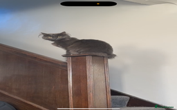 British Longhair cats for sale: Grey Female British Long Hair - Image 2